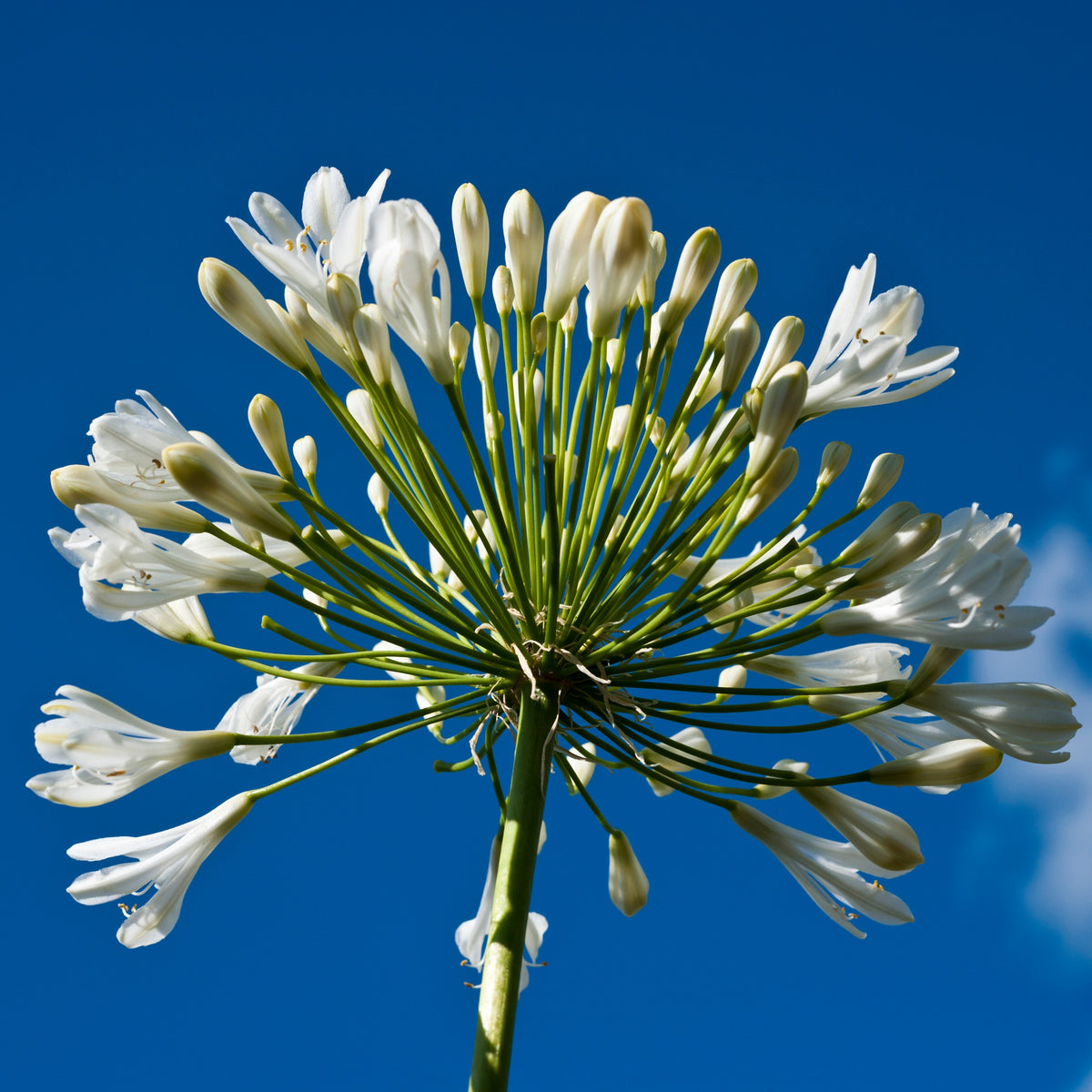Collectie witbloeiende vaste planten (x9) - Agapanthus, cerastium tomentosum, gaura lindheimeri, geranium pratens - Willemse