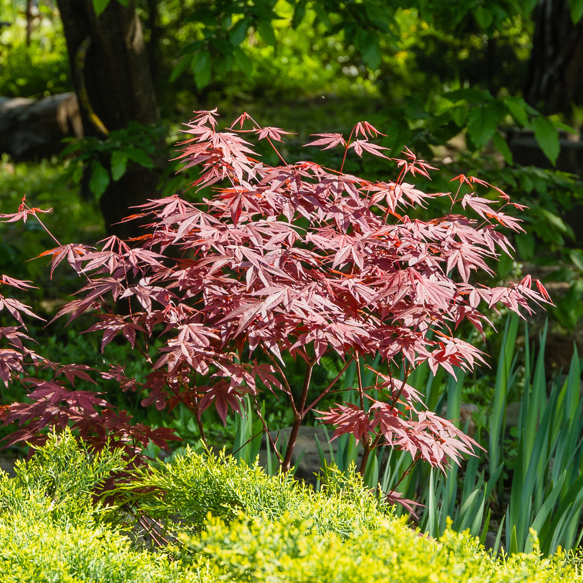 Balkonstruiken - Heestercollectie: Paarse esdoorn en gouden Mexicaanse sinaasappel (x2) - Acer palmatum Atropurpureum , Choisya ternata Sundance Lich