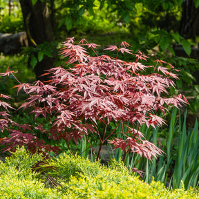 Balkonstruiken - Heestercollectie: Paarse esdoorn en gouden Mexicaanse sinaasappel (x2) - Acer palmatum Atropurpureum , Choisya ternata Sundance Lich