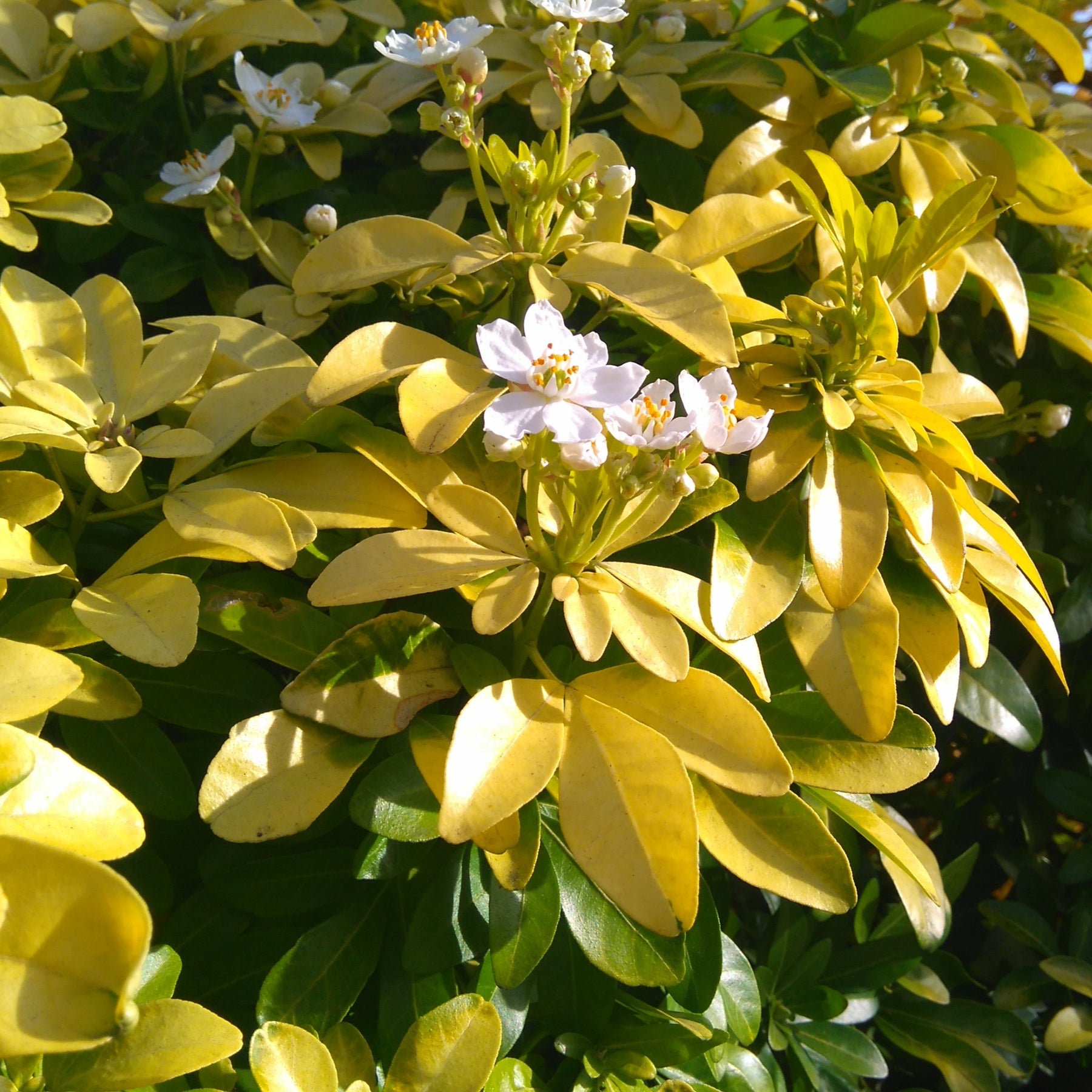 Acer palmatum Atropurpureum , Choisya ternata Sundance Lich - Heestercollectie: Paarse esdoorn en gouden Mexicaanse sinaasappel (x2) - Balkonstruiken