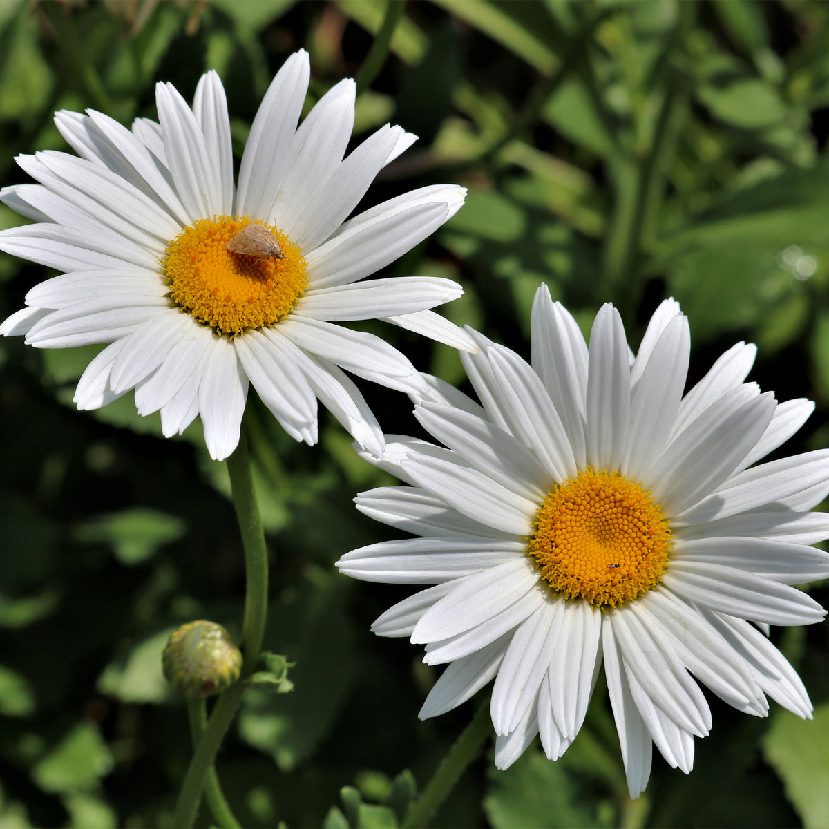 Zomermargriet - Leucanthemum x superbum Silberprinzesschen - Willemse