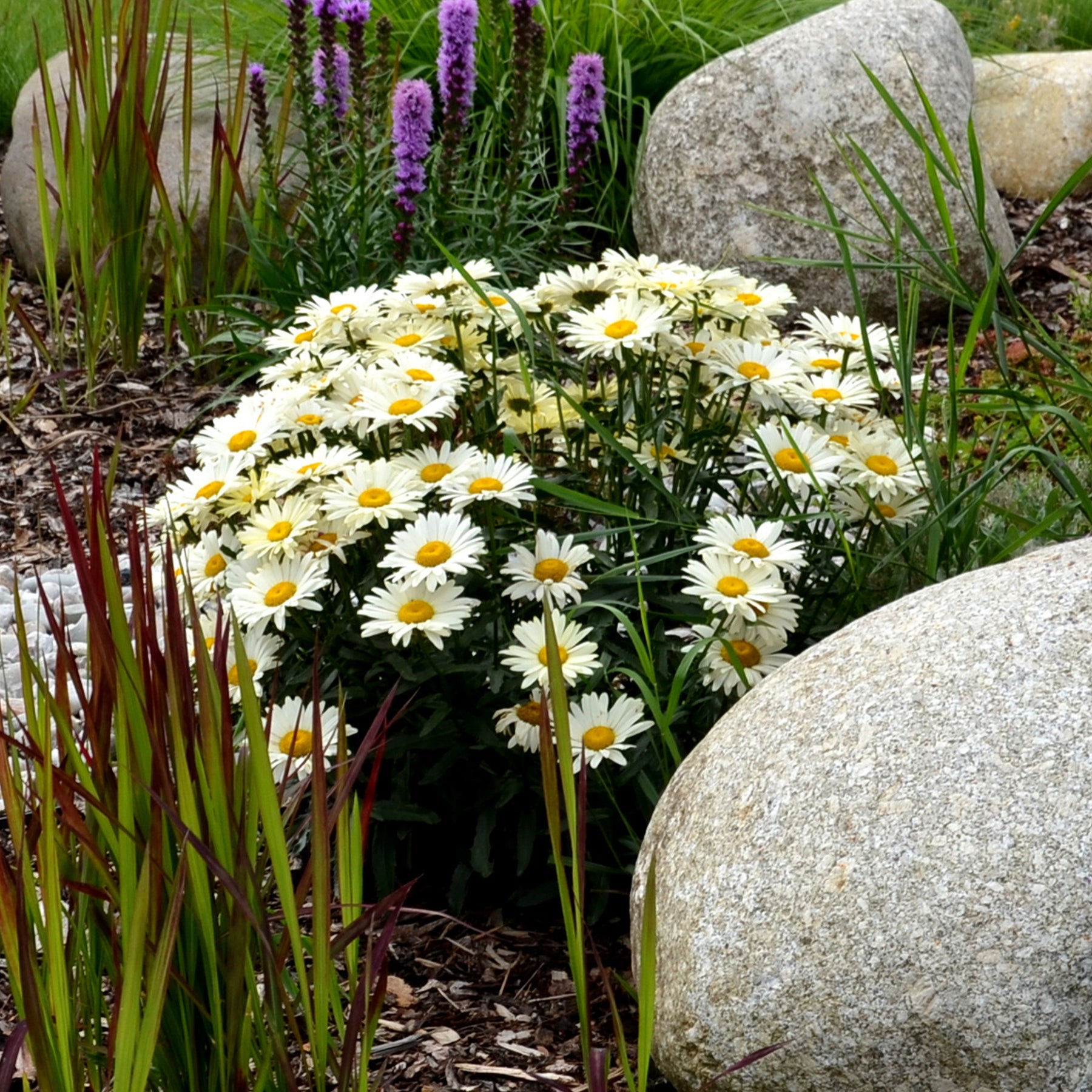 Zomermargriet - Willemse