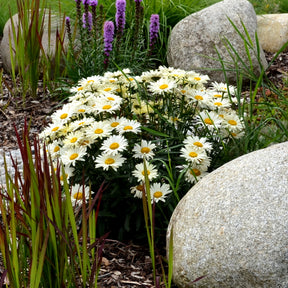 Zomermargriet - Willemse