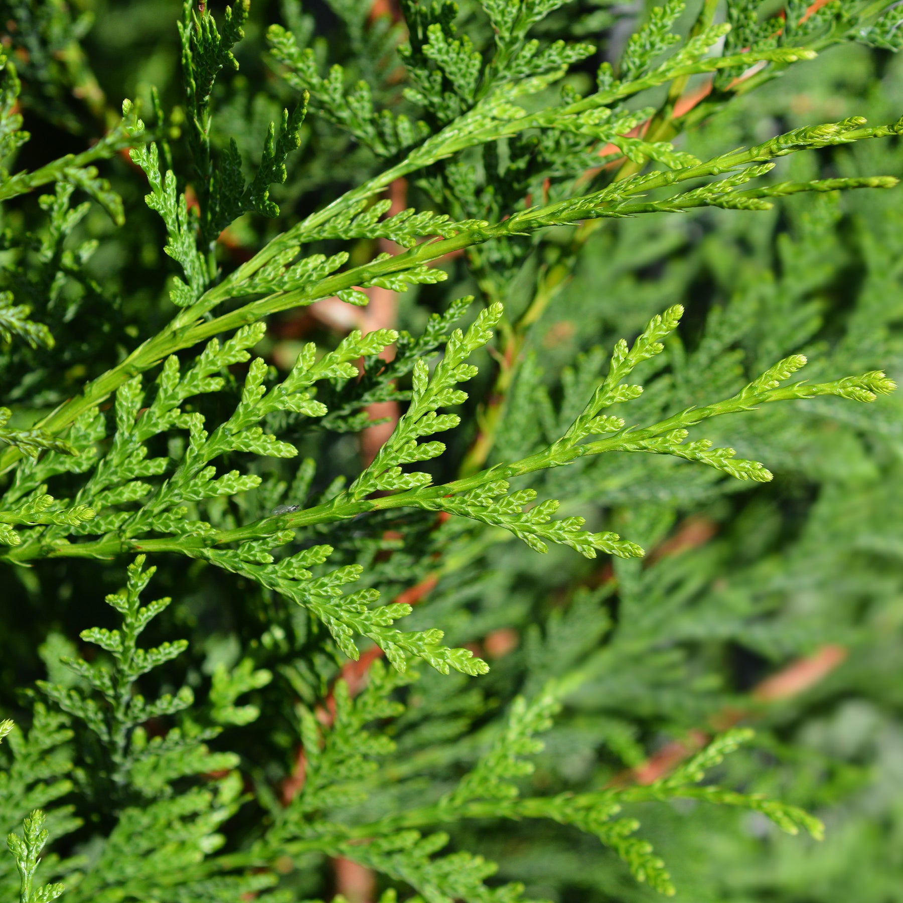 Coniferen - Reuzenlevensboom 'Atrovirens' - haag - Thuja plicata atrovirens