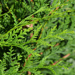 Coniferen - Reuzenlevensboom 'Atrovirens' - haag - Thuja plicata atrovirens