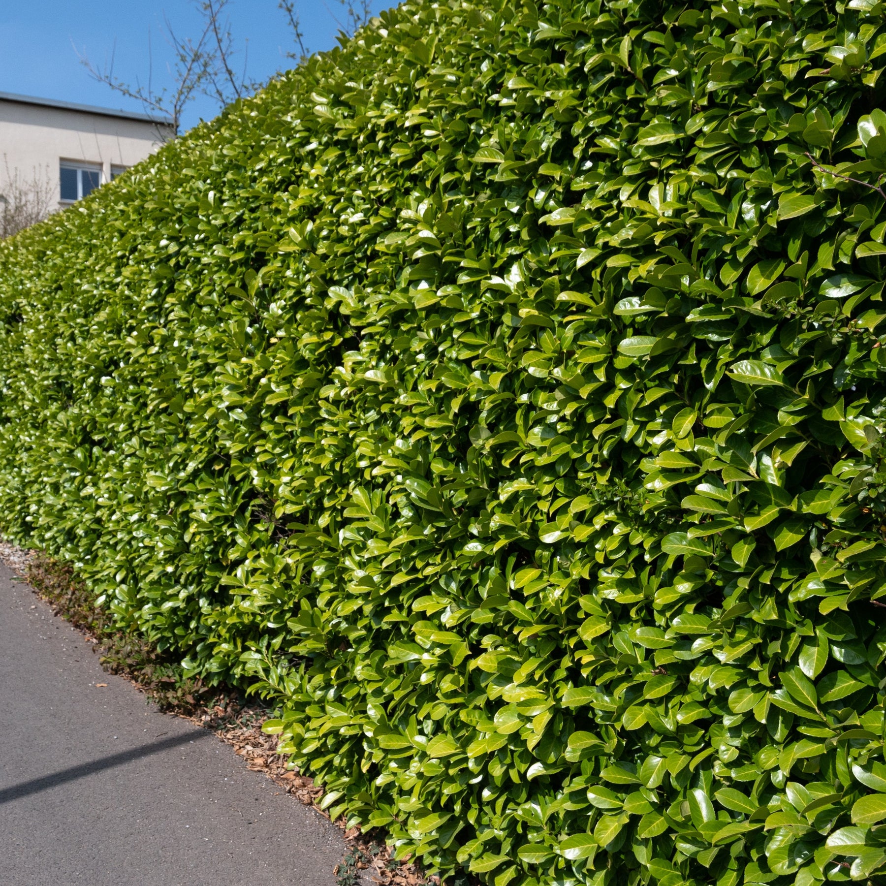 Laurierkers 'Caucasica' - Prunus laurocerasus Caucasica - Willemse