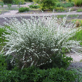 Brem 'Albus' - Cytisus praecox albus - Willemse