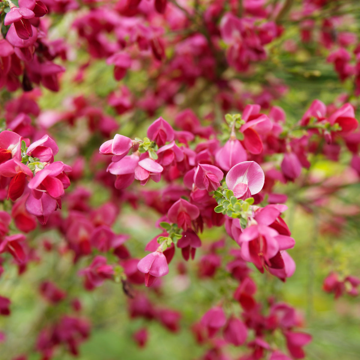 Cytisus praecox Boskoop Ruby - Brem 'Boskoop Ruby' 9 cm - Heesters