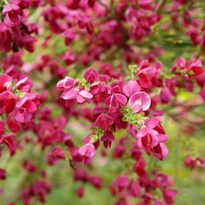 Cytisus praecox Boskoop Ruby - Brem 'Boskoop Ruby' 9 cm - Heesters