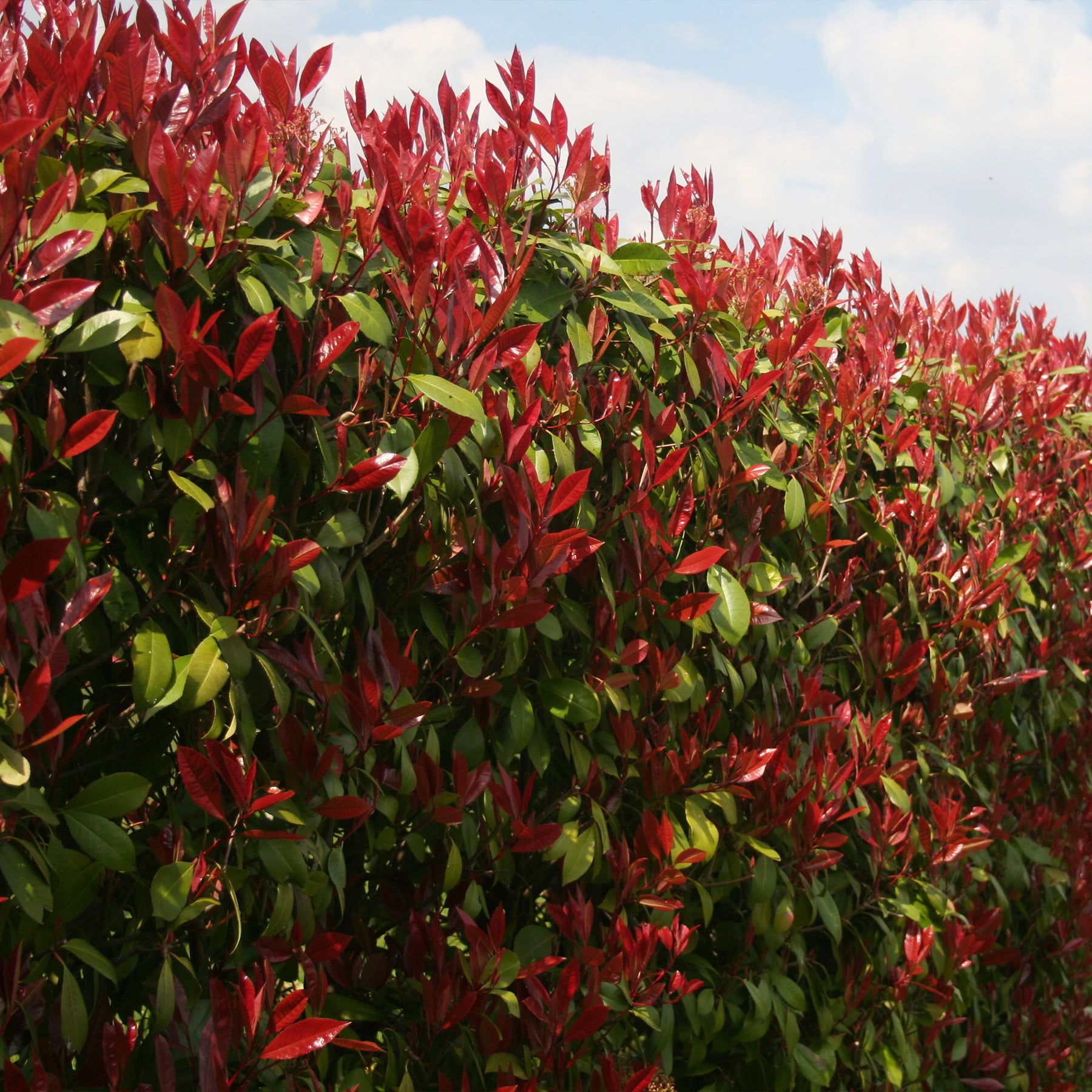 Eleagnus pungens Maculata, Photinia fraseri Red Robin, Prunus laurocerasus Etna, Viburnum tinus - Wintergroene haag (x4) - Haagheesters