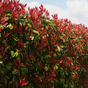 Eleagnus pungens Maculata, Photinia fraseri Red Robin, Prunus laurocerasus Etna, Viburnum tinus - Wintergroene haag (x4) - Haagheesters