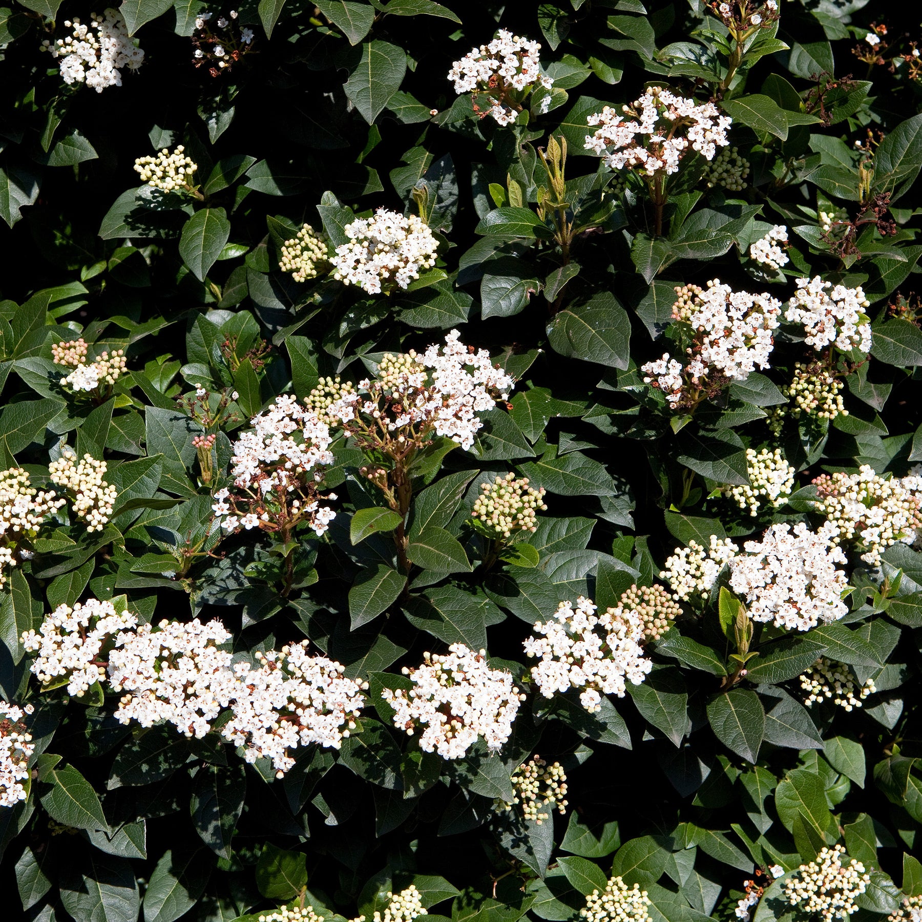 Verkoop Wintergroene haag (x4) - Eleagnus pungens Maculata, Photinia fraseri Red Robin, Prunus laurocerasus Etna, Viburnum tinus