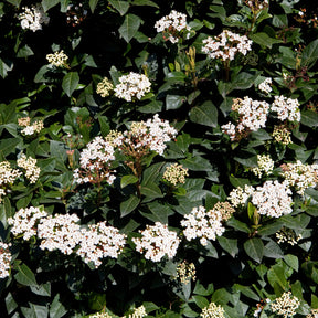 Verkoop Wintergroene haag (x4) - Eleagnus pungens Maculata, Photinia fraseri Red Robin, Prunus laurocerasus Etna, Viburnum tinus