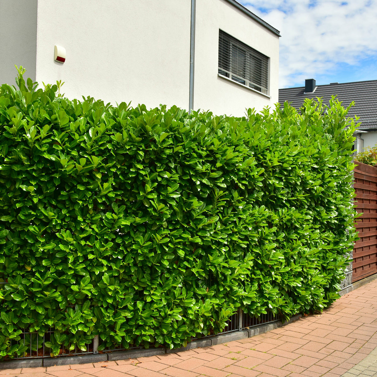 Laurier 'Etna' - Willemse