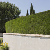 Cupressus leylandii - Leylandii conifeer - Haagheesters