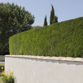 Cupressus leylandii - Leylandii conifeer - Haagheesters