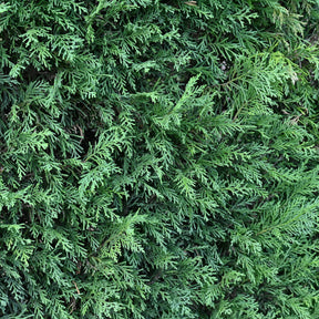 Leylandii conifeer - Cupressus leylandii - Willemse