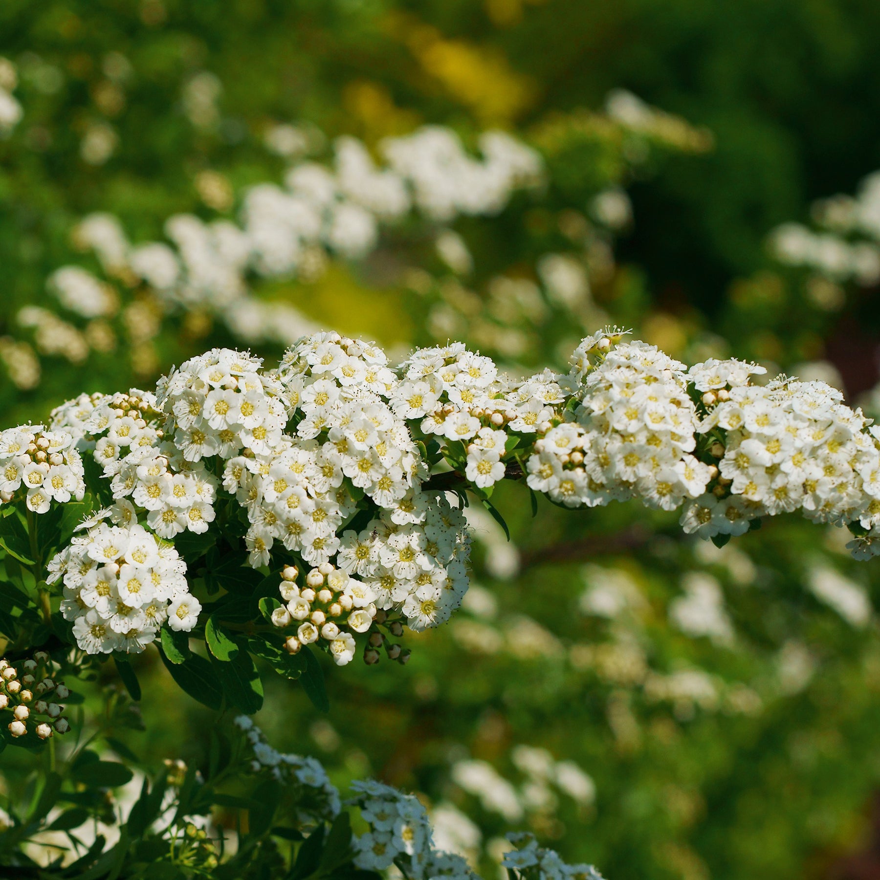 Witte Spierstruik - Spirea - Willemse