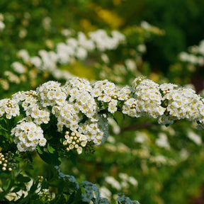Witte Spierstruik - Spirea - Willemse