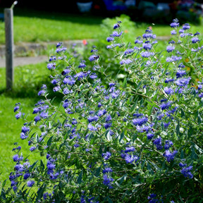 Verkoop Caryopteris 'Heavenly Blue'