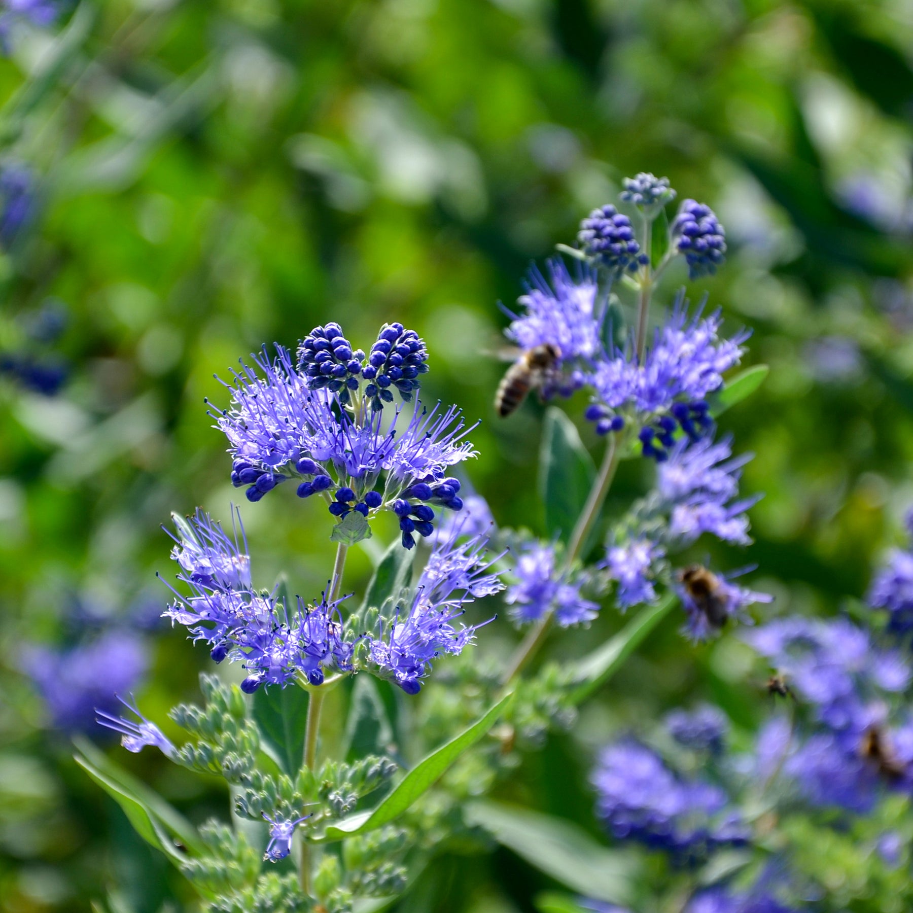 Verkoop Caryopteris 'Heavenly Blue' - Caryopteris clandonensis Heavenly Blue