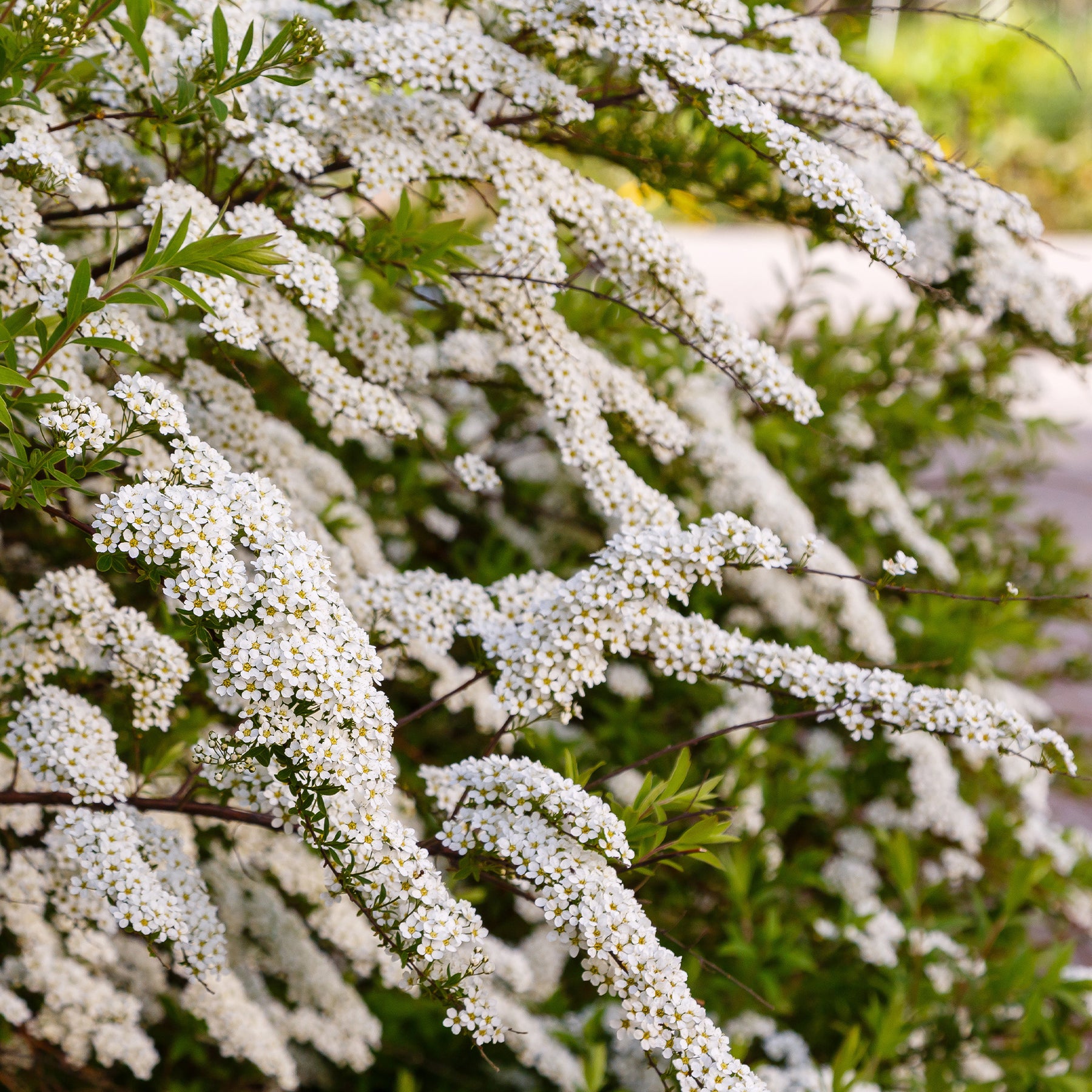 Verkoop Witte Spierstruik - Spirea