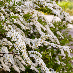 Verkoop Witte Spierstruik - Spirea
