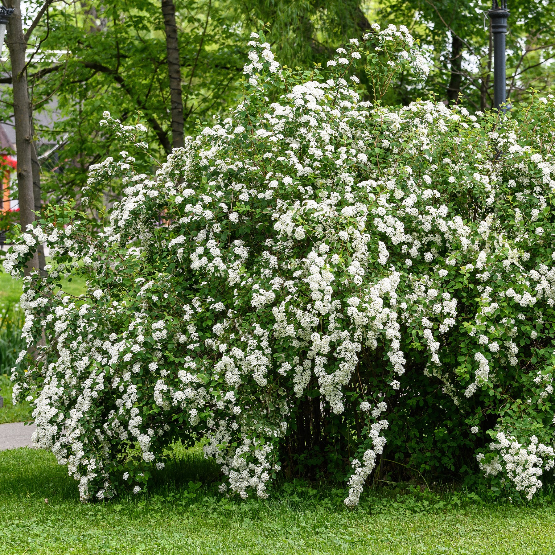 Witte Spierstruik - Willemse