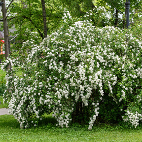 Witte Spierstruik - Willemse
