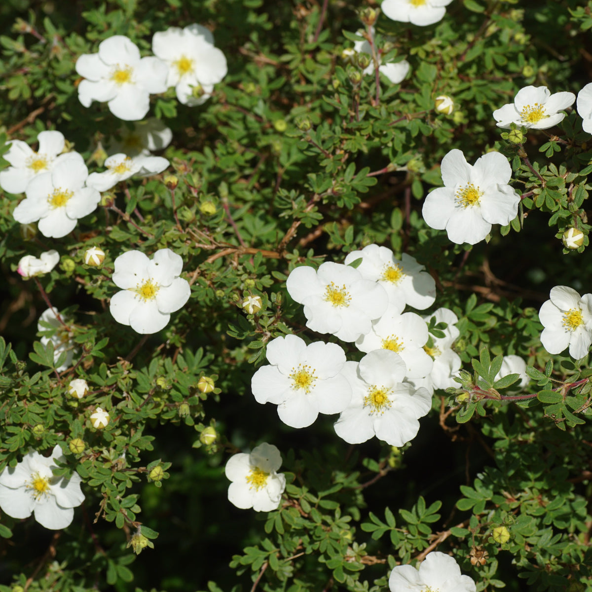 Potentilla fruticosa Abbotswood - Ganzerik 'Abbotswood' - Bloeiende heesters