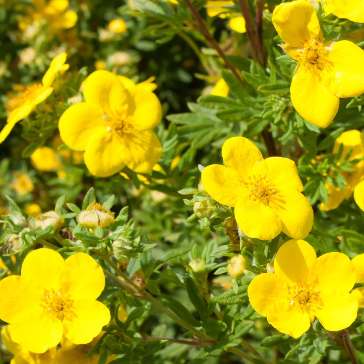 Ganzerik 'Goldfinger'