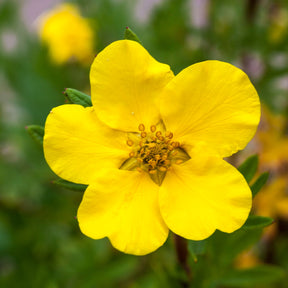 Ganzerik 'Goldfinger'