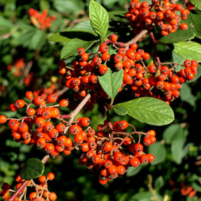 Grootbladige dwergmispel - Cotoneaster lacteus - Willemse