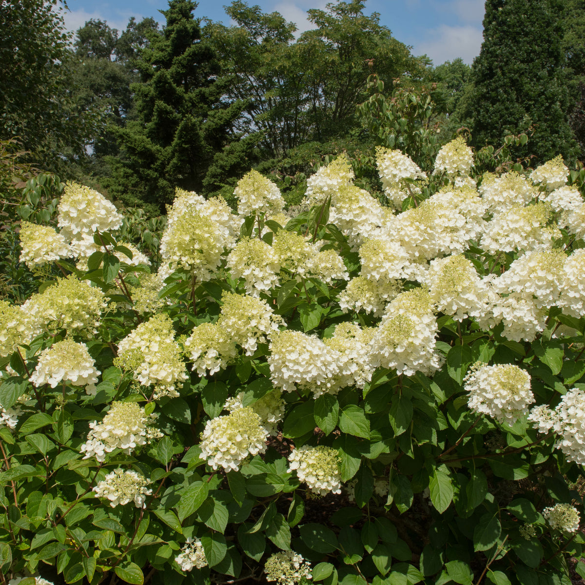 Pluimhortensia 'Silver Dollar' - Pluimhortensia - Willemse