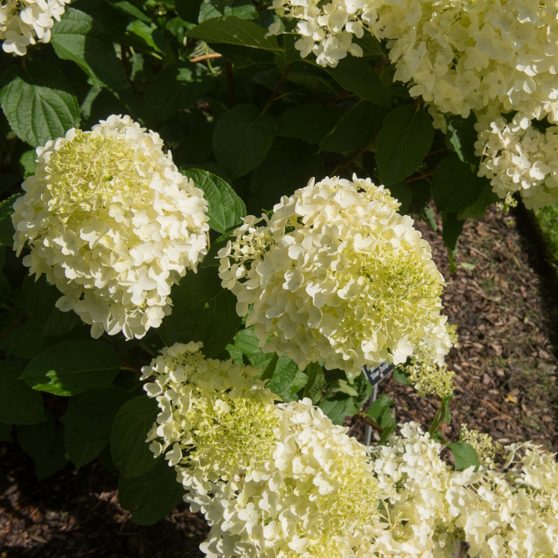Verkoop Pluimhortensia 'Silver Dollar' - Hydrangea paniculata Silver Dollar