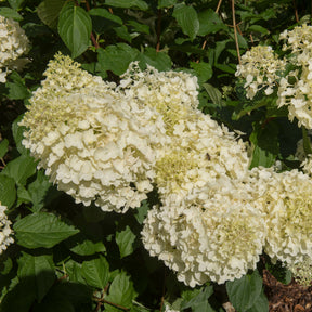 Verkoop Pluimhortensia 'Silver Dollar'
