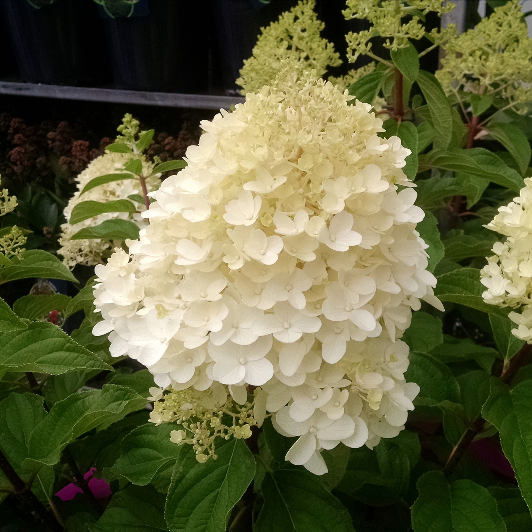 Hydrangea paniculata Silver Dollar - Pluimhortensia 'Silver Dollar' - Pluimhortensia
