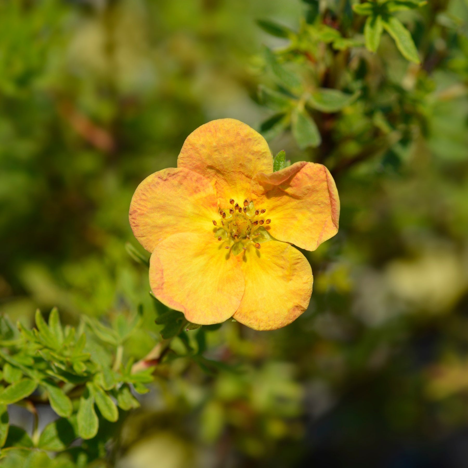 Ganzerik 'Bella Sol'® - Willemse