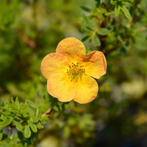 Ganzerik 'Bella Sol'® - Willemse
