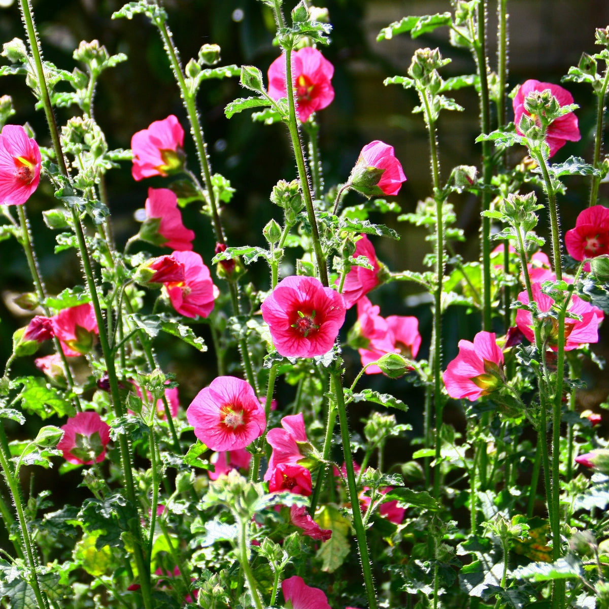 Kaapse malva 'El Rayo' - Willemse