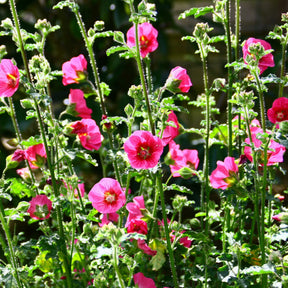 Kaapse malva 'El Rayo' - Willemse