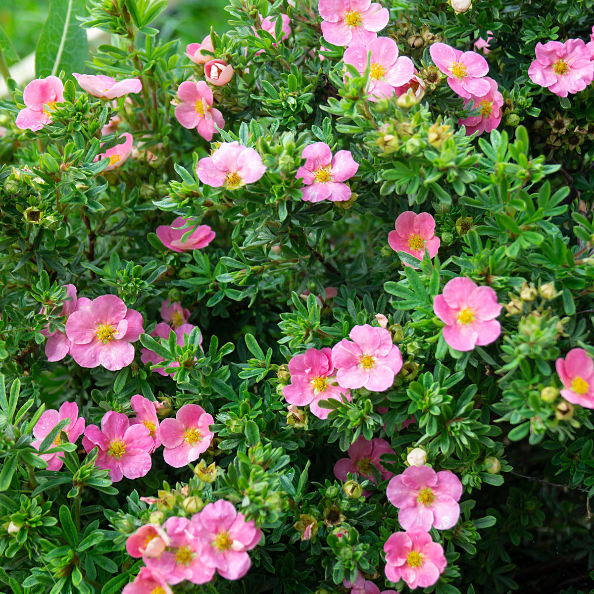 Ganzerik 'Bellisima' - Potentilla fruticosa Bellissima - Willemse