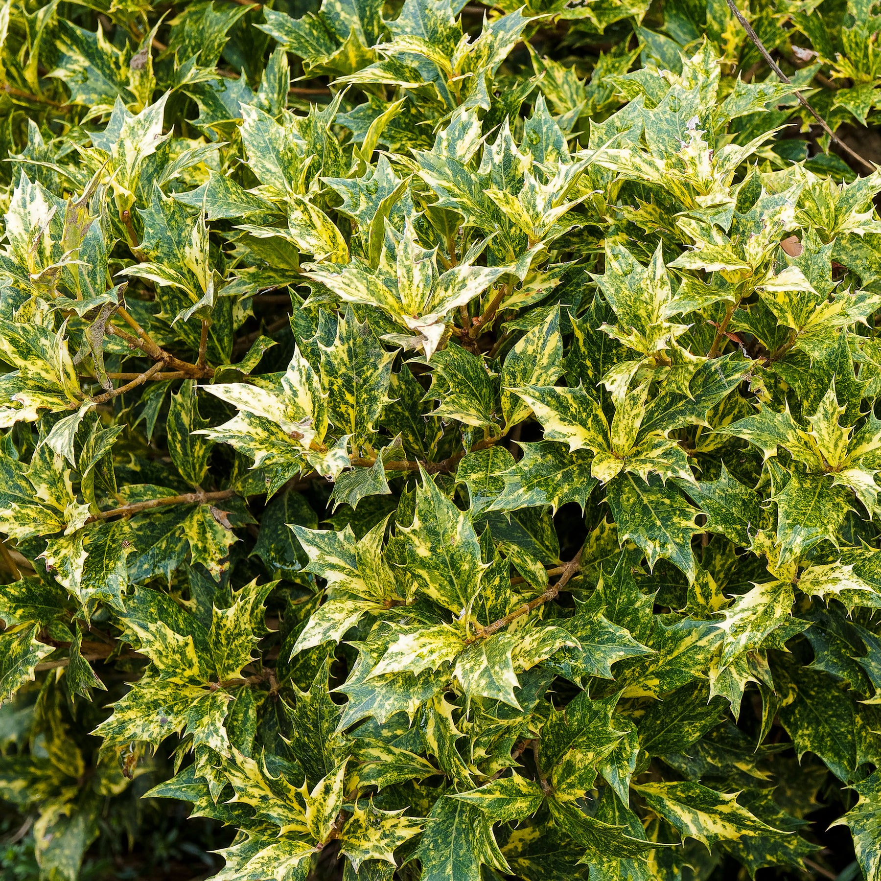 Schijnhulst 'Goshiki' - Osmanthus heterophyllus Goshiki - Willemse