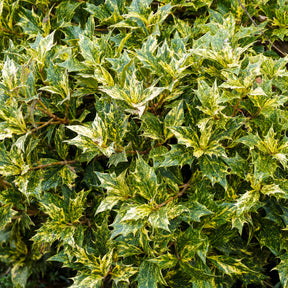 Schijnhulst 'Goshiki' - Osmanthus heterophyllus Goshiki - Willemse