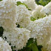 Pluimhortensia Selectie - Hydrangea paniculata selection - Willemse