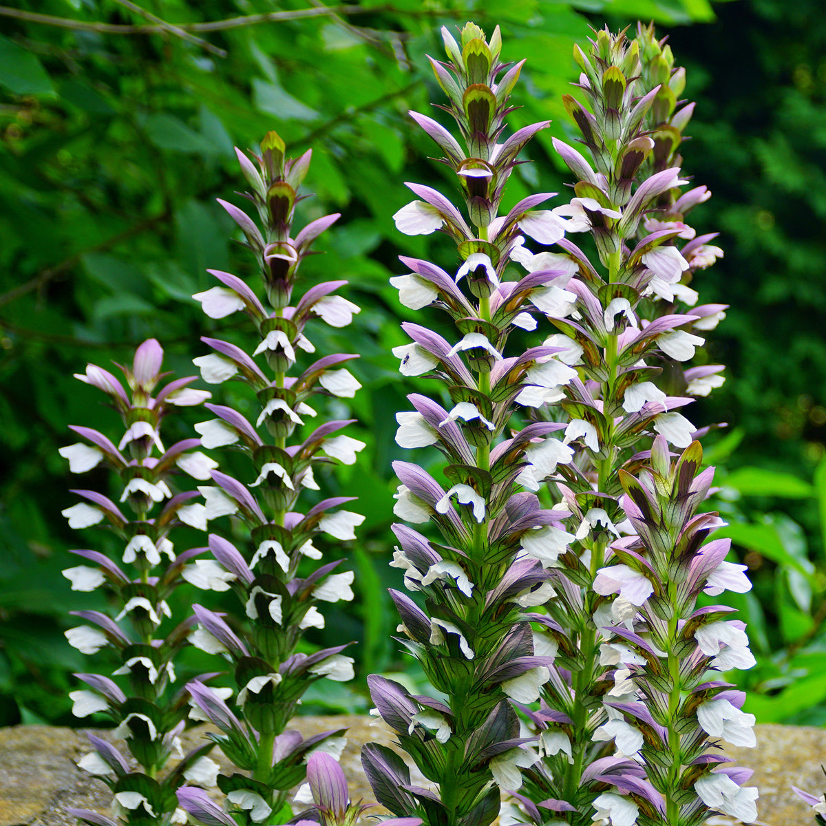 Stekelige berenklauw Mornings Candle - Willemse
