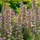 Doornige berenklauw - Willemse