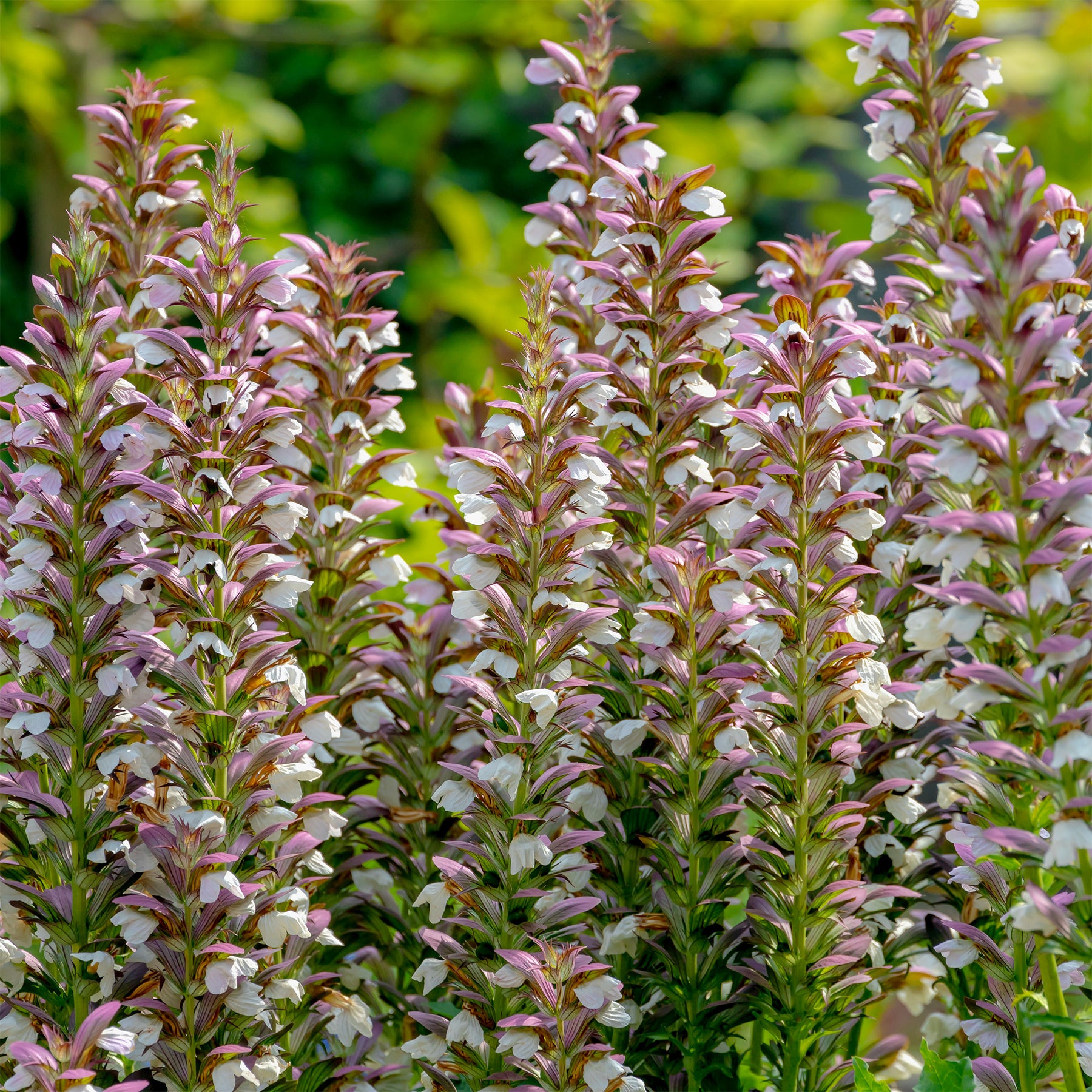 Doornige berenklauw - Willemse