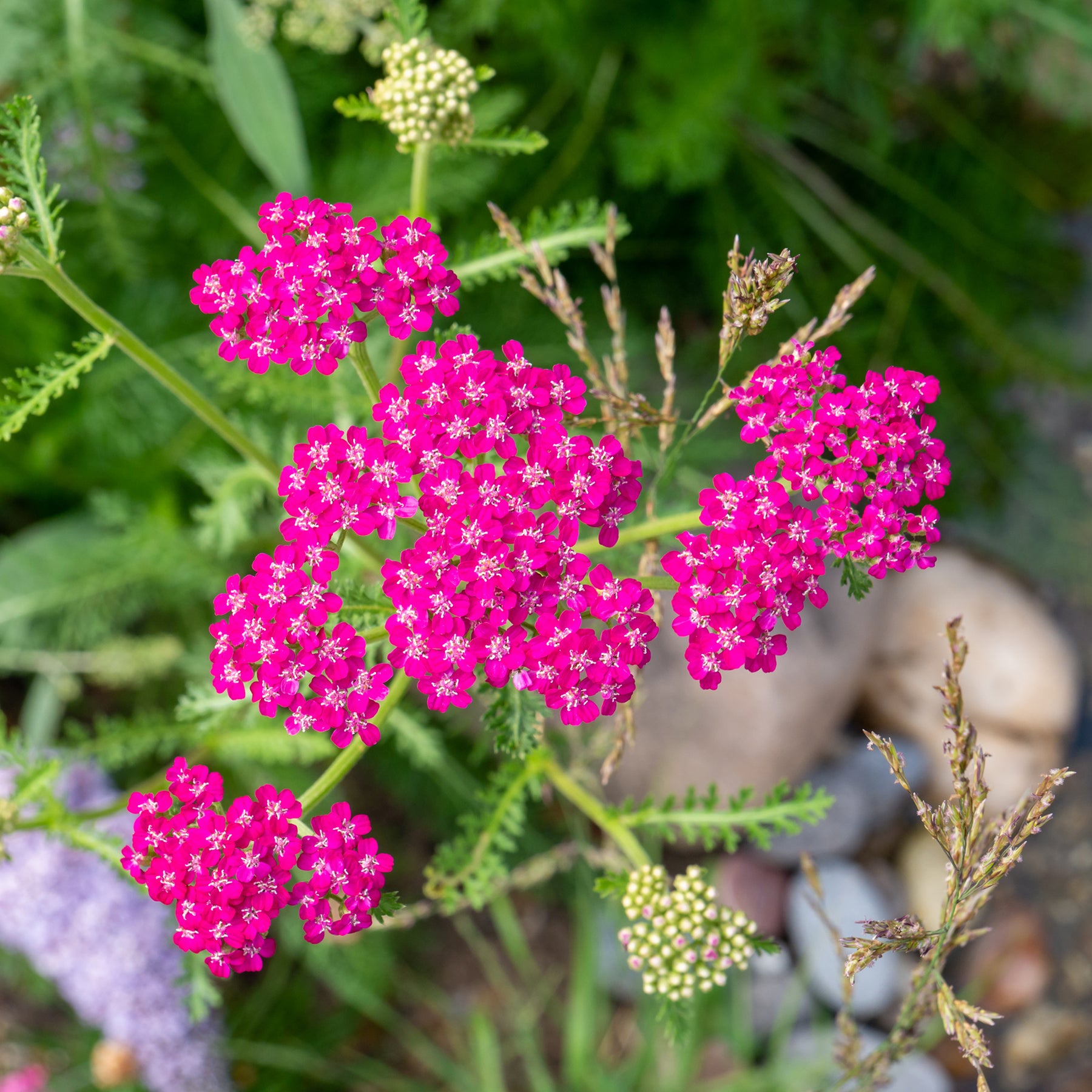 Verkoop Duizendblad Cerise Queen - Achillea millefolium Cerise Queen