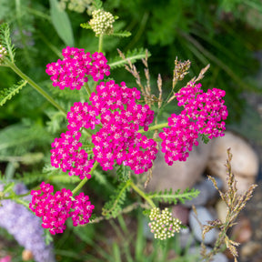 Verkoop Duizendblad Cerise Queen - Achillea millefolium Cerise Queen
